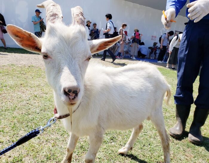 立川駅 みどり地区 のヤギさんとのお別れ会は7月2日 今のうちに目に焼き付けておこう 多摩っぷ