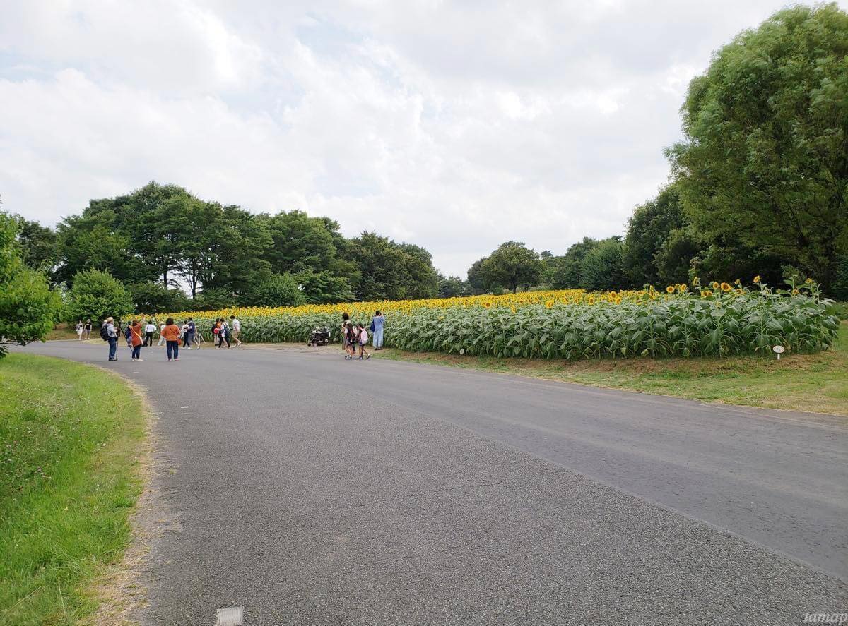 昭和記念公園のひまわり畑