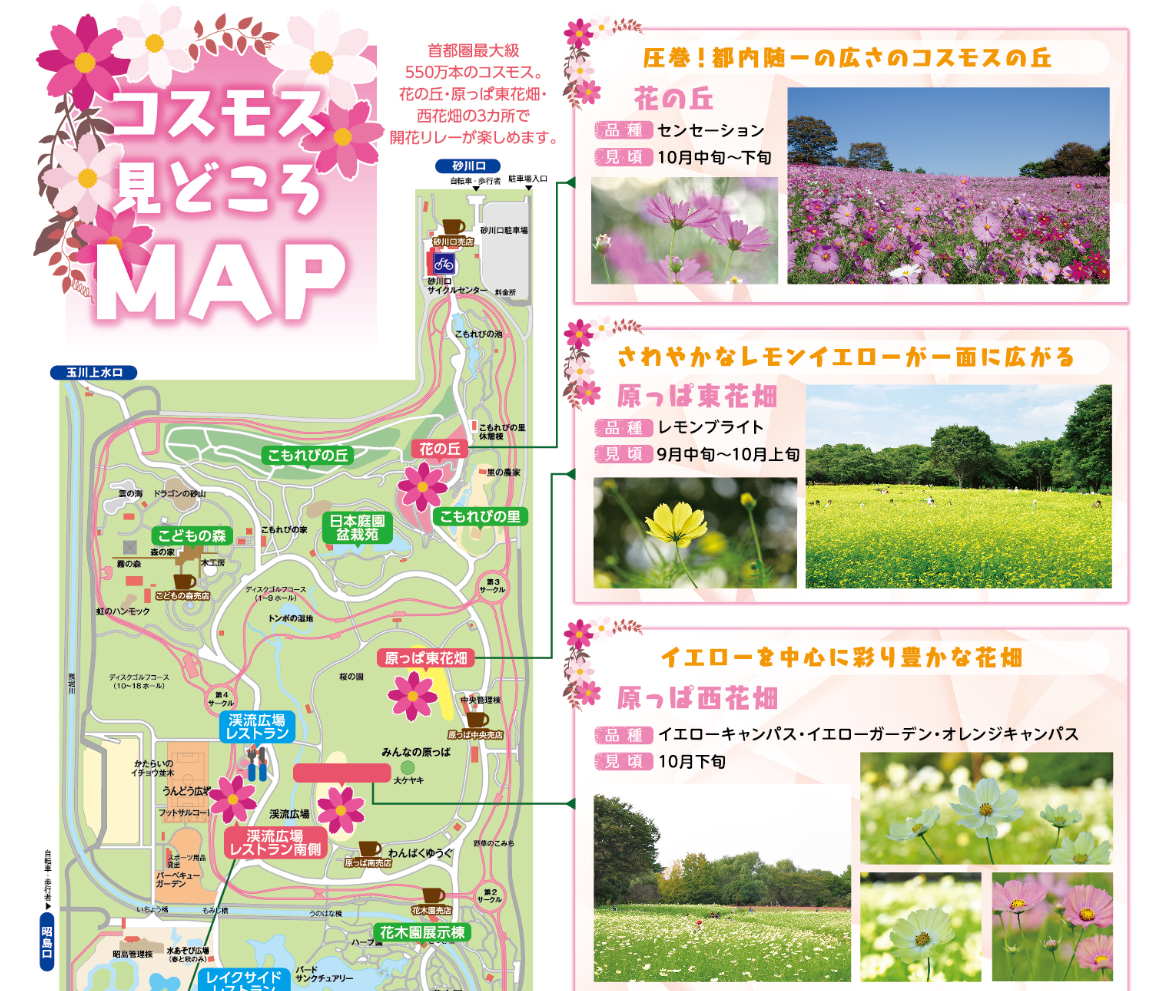 昭和記念公園のコスモス開花リレー情報