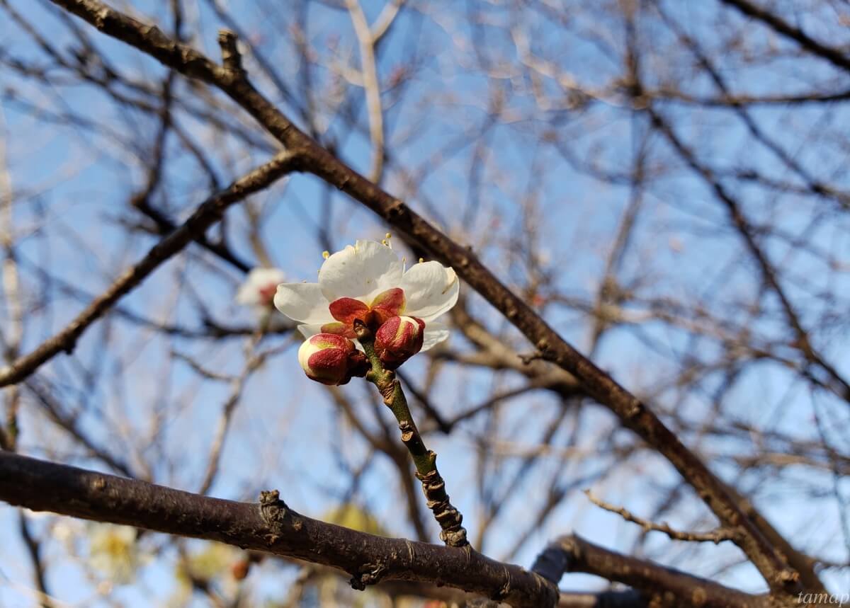 昭和記念公園の梅