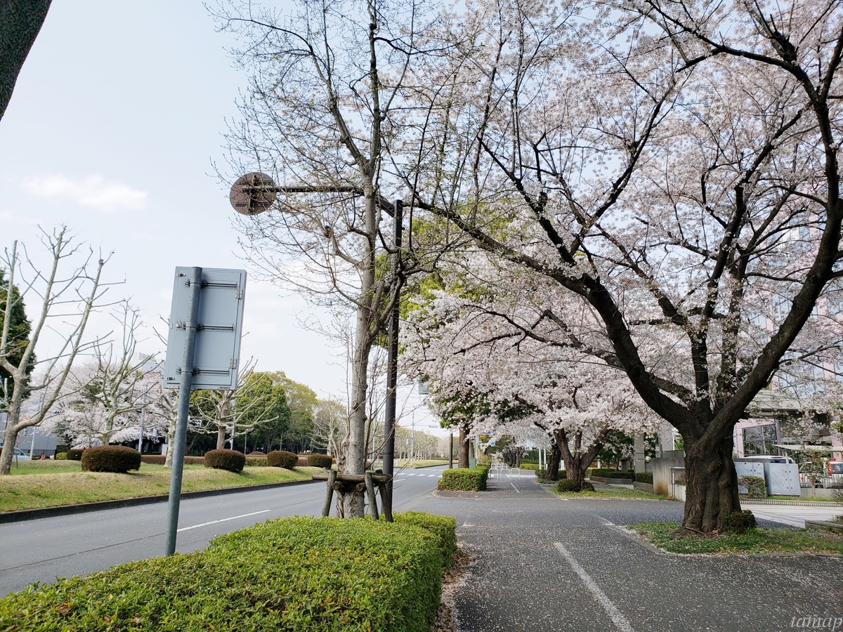 立川市の桜スポット