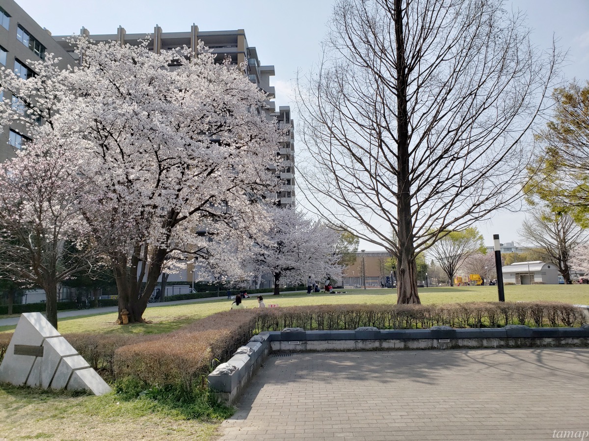 立川市の桜スポット