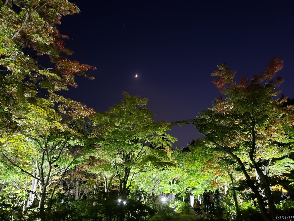 秋の夜散歩の日本庭園