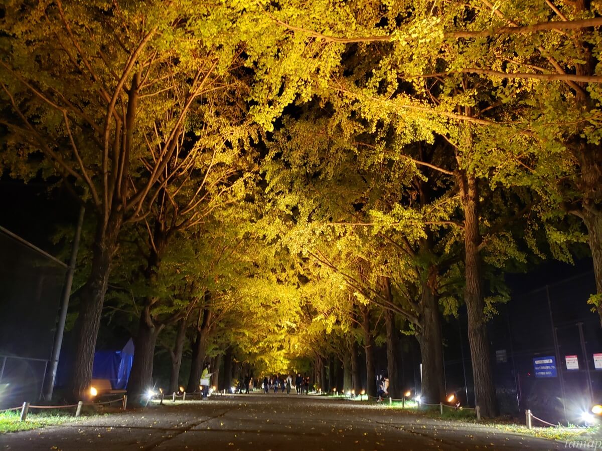 秋の夜散歩のイチョウ並木