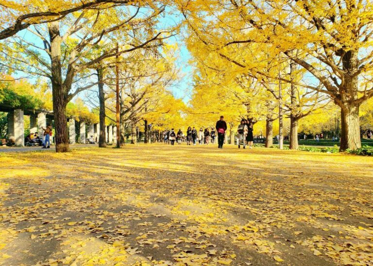 昭和記念公園のイチョウ並木