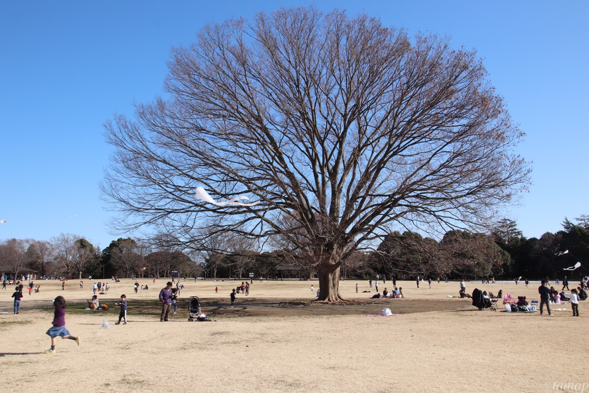 昭和記念公園お正月イベント「オリジナル凧づくり」。空を見てたらすごい凧が上がっていた