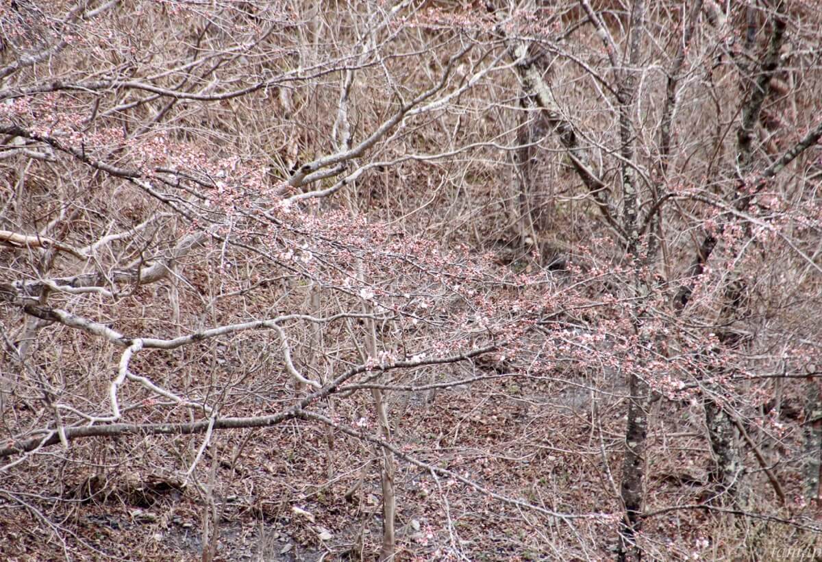 奥多摩湖の桜