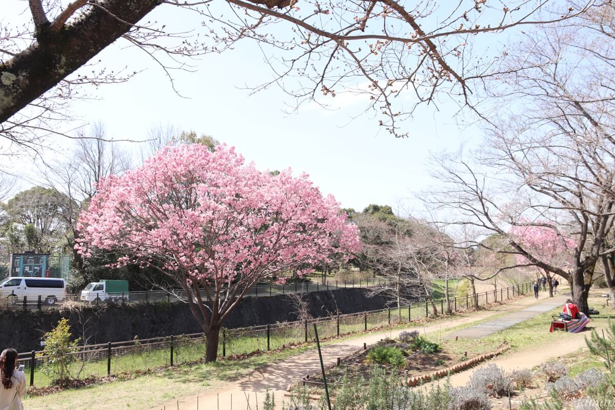 昭和記念公園のヨウコウの桜