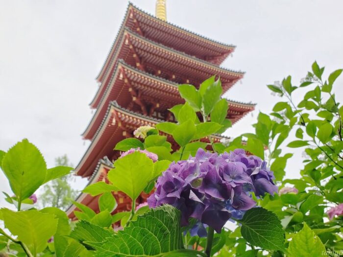 梅雨入りして高幡不動尊金剛寺のあじさいが見頃 色とりどりの散策ロードに心癒される 多摩っぷ